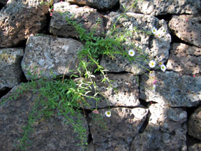 blacklichendetail black lichen wall detail