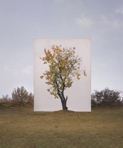 myoungtree8 tree #8