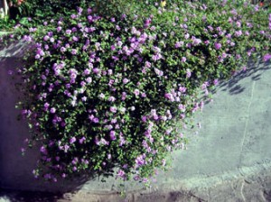 lantanablooming lantana montevidensis