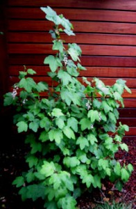 ribes malvaceum