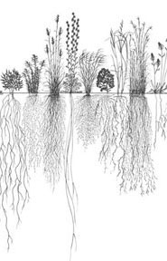 377px-root-system2 Roots!
