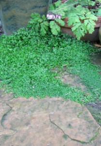 babys tears between flagstones