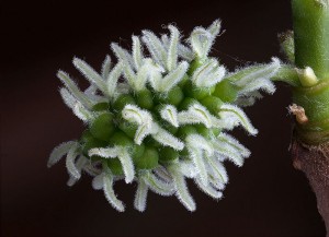 800px-black_mulberry_female_flowers morus nigra, black mulberry