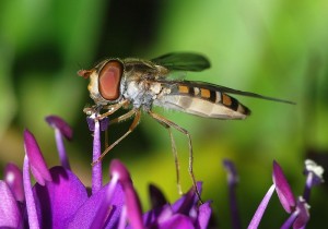 hoverfly on a hebe