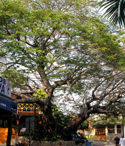 mimosainbarra albizia jubilissin, mimosa tree