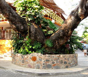 mimosatreebarra albizia jubilissin, mimosa tree
