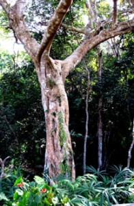 strangler fig