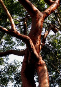 gringo tree