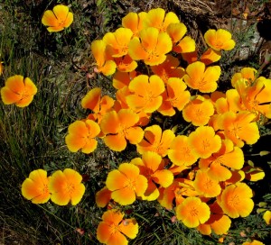 coastalpoppiesopt Escholzia californica maritima, coastal Cal poppy