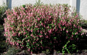 inexplicably hedged ribes sanguineum