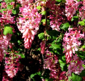 ribes sanguineum