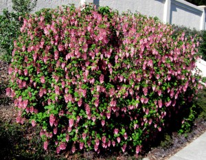 ribes sanguineum
