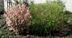 ribes sanguineum & physocarpus capitatus