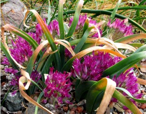 Allium falcifolium