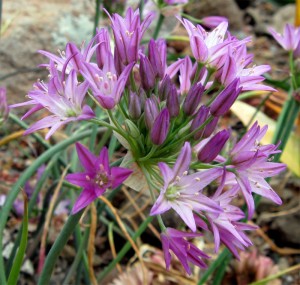 allium fimbriatum purdyii