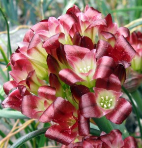 Allium shevockii