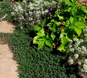 alpine strawberry, woolly thyme, alyssum