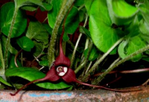 asarumcaudatumbloom1 asarum caudatum, wild ginger