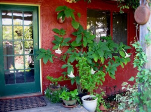 brugbesidedoor brugmansia