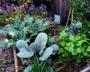 cabbage, kale, miners lettuce, geranium