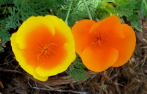 calpoppiessidebyside Eschscholzia californica maritima & Escholzia californica