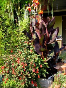 Canna & Fucshia Gartenmeister