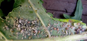 golden mummies & aphids