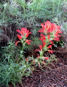 indianpaintbrush indian paintbrush