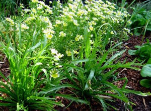 meadowfoam and salad greens