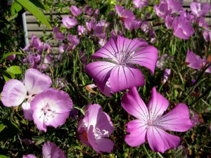 agrostemmaclarkia Clarkia bottae and Agrostemma githago