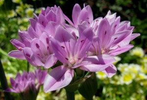 Allium unifolium