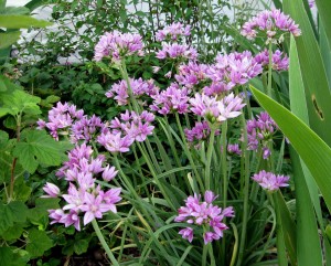 Allium unifolium