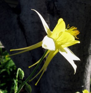 aquilegiachrysanthabright21 Aquilegia chrysantha
