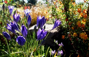 brodeia1 brodiaea