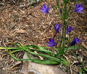 brodiaeafoliage brodiaea foliage