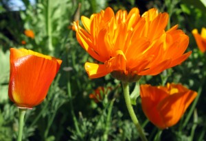 California poppy and Blessed Calendula