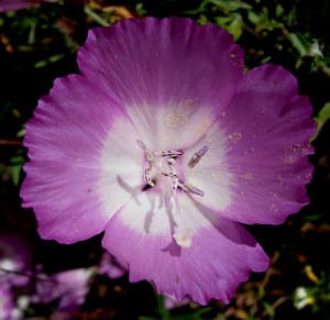clarkiabottaeopt Clarkia bottae