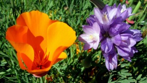Eschscholzia and Dchelostemma