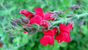 galveziabloom Galvezia speciosa, Channel Island Snapdragon