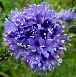 giliacapitata Gilia capitata, globe gilia
