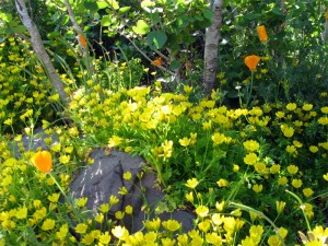 meadowfoamaspensopt Pt. Reyes meadow foam at the Tilden bot garden