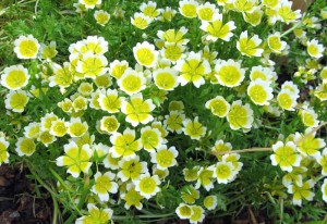 meadowfoambloomsopt Limnanthes douglasii, meadow foam