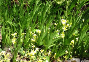 meadowfoamepipactis2opt meadow foam with stream orchid