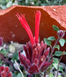 Monardella macrantha