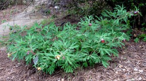 paeoniacalifornica Paeonia californica, California peony