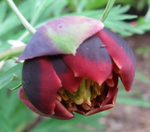 paeoniacalifornicabloom Paeonia californica, California peony