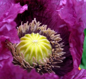 Purple Breadseed Poppy