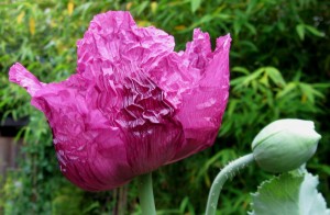 purple breadseed poppy