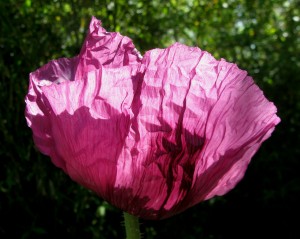 purple breadseed poppy