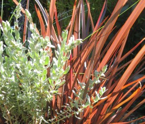 Salvia chamaedrys and Phormium ad nauseum